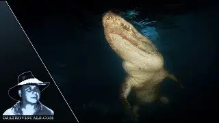 Alligators Underwater At Night Footage 01