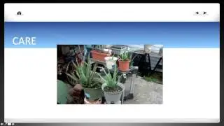 Basic Aloe Vera tips - Grow, Care, Harvest