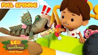 Catch that walking fish! | Full Episode | Leo the Wildlife Ranger | Kids Cartoons