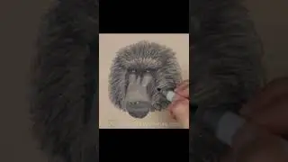 Baboon Sketch (Pen and Markers)