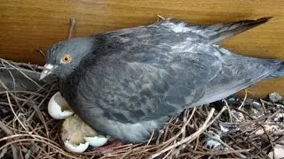 Pigeons - The story of one pigeon family - Dove saga - 1 series - Funny Animals