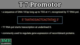 T7 Promotor | T7 Promotor In pET Plasmid | pET Vector |