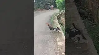 Cute Cat And Rooster Cross Road