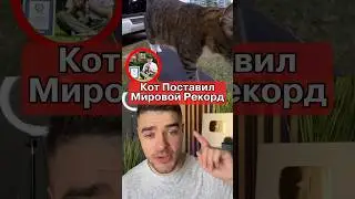 Единственный В Мире Кот Скейтбордист🐈