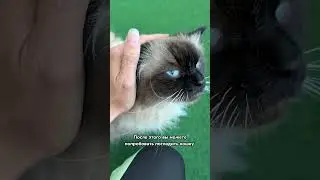 Как подружиться с кошкой 😻