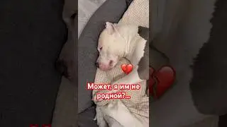 Может я им не родной ?💔😢 #amstaff #амстафф #dog #тренд #шортс #собака #семья #тренировка #качалка