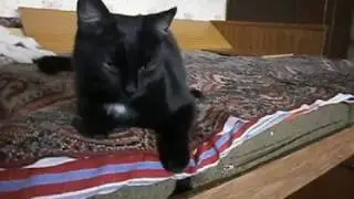 Ласковый кот- мурлыка.