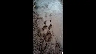 Walking Barefoot In Mud😍🌏