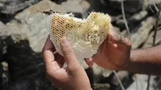 How they handle  aggressive bees in bare hand | தேனீக்கள் கடிக்காம இவங்க எப்படி தேன் எடுக்கரங்க