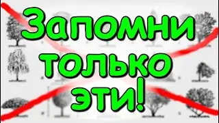 ОСНОВНЫЕ виды/формы КРОНЫ плодовых деревьев (веретено, чаша, колоновидная), виды и способы обрезки.
