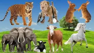 Animal world: Horse, Rabbit, Cow, Elephant, Monkey, Dog...Animal sounds