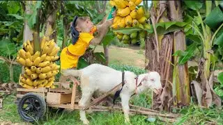 Farmer CUTIS takes goat to harvest bananas for sale