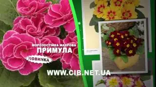 Сельский ВЕСТНИК Primula Petitcoat Rose FULL рекламный ролик для журнала