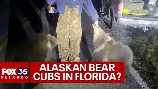 Friendly, Alaskan Kodiak bear cubs wandering Florida road shocks deputy