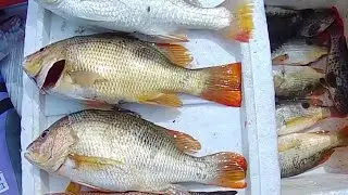 Ikan Jenahak Cendol | muka ada senyum