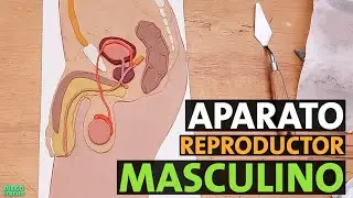 🟡 Cómo hacer el Aparato Reproductor Masculino con plastilina 🟡