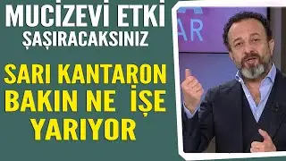 Şaşırtan mucizevi etki! Sarı Kantaron otu bakın ne işe yarıyor?