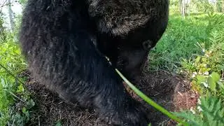 Медведи экспроприировали ферму муравьёв.