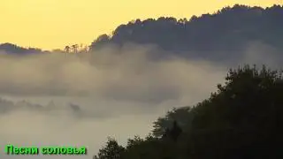 СОЛОВЬИНАЯ ПЕСНЯ