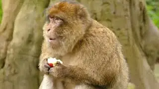 Monkey eating an apple