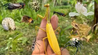 extraordinary: a type of beautiful insect habitat