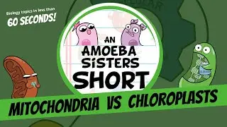 Mitochondria vs Chloroplasts - Amoeba Sisters 
