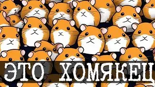 Что не так с хомяком и Web 3-0 - Hamster kombat