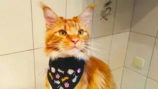 Мейн кун Степа. Не хочу, не буду...