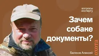 Зачем собаке документы? Алексей Беляков о влиянии породы на качество охоты с собакой.