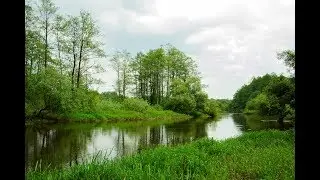 Релакс. Природа. Пение птиц. Живой лес. Медитация