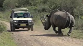 30 Most DISTURBING African Safari Moments Caught on Camera...