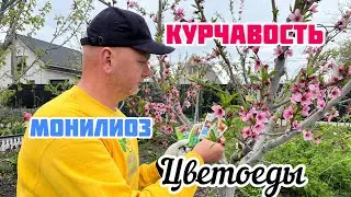 Защита персика от курчавости и вредителей.Действующие обработки.