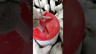 Подросли