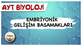 AYT Biyoloji | İnsanda Embriyonik Gelişim Basamakları #sayfa124