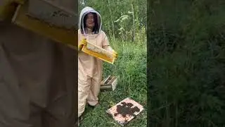 Работа на пасеке 