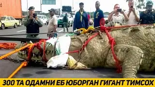ТАРИХДАГИ ЭНГ БАХАЙБАТ ТИМСОХ КУЛГА ОЛИНДИ ОДАМЛАР ХАЙРАТДА
