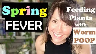 Fertilizing Houseplants with Worm Poop | Spring Fever