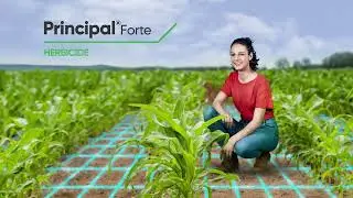 Principal® Forte: The Key Benefits for Your Corn