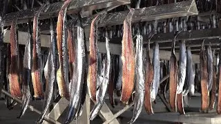 Amazing Mass Production Process of 10,000 Half-Dried Saury Fish. Korean Winter Food