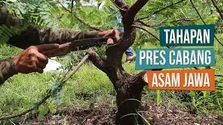 Tahapan Pres Cabang Bahan Bonsai Asam Jawa Untuk Membuat Anak Cabang Bersama Mas Pardi Bonzai