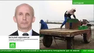 НТВ - Корюшку из Финского залива стали проверять на паразитов