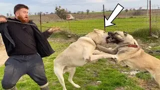 Giant Shepherd Dogs Couldn't Get Along and Had a Fight