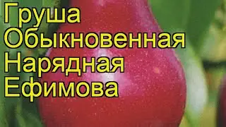 Груша обыкновенная Нарядная Ефимова. Краткий обзор, описание pyrus communis Nariadnaia Efimova