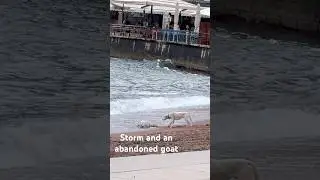 Storm - a goat washed ashore #montenegro #travel #nature #mountains