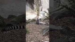 He Can't Move It Anymore