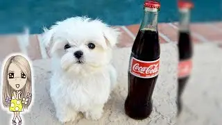 Самые маленькие собаки в мире!