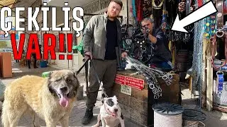 KÖPEKLERİME 3500 TL'LİK TASMA ALDIM ÇEKİLİŞ VAR!! 
