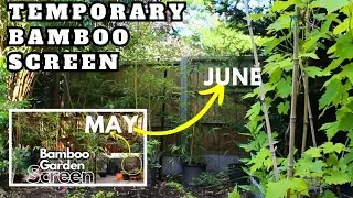 Bamboo Screens: A Month of Growth and Transformation (HOW TO STOP BAMBOO SPREADING)