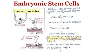 Embryonic Stem Cells | Isolation | Differentiation | Application | Handwritten notes