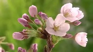 П. И. Чайковский - Вальс цветов - Tchaikovsky - Waltz of Flowers .